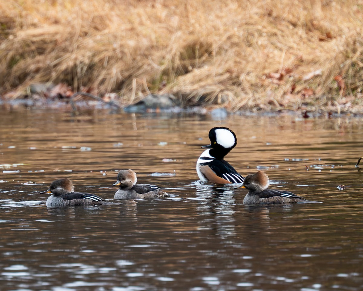 Hooded Merganser - ML611449117