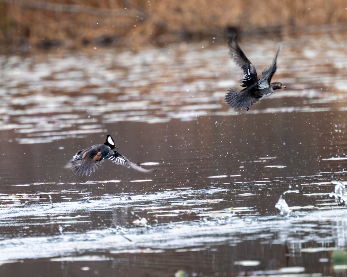 Hooded Merganser - Peter Rosario