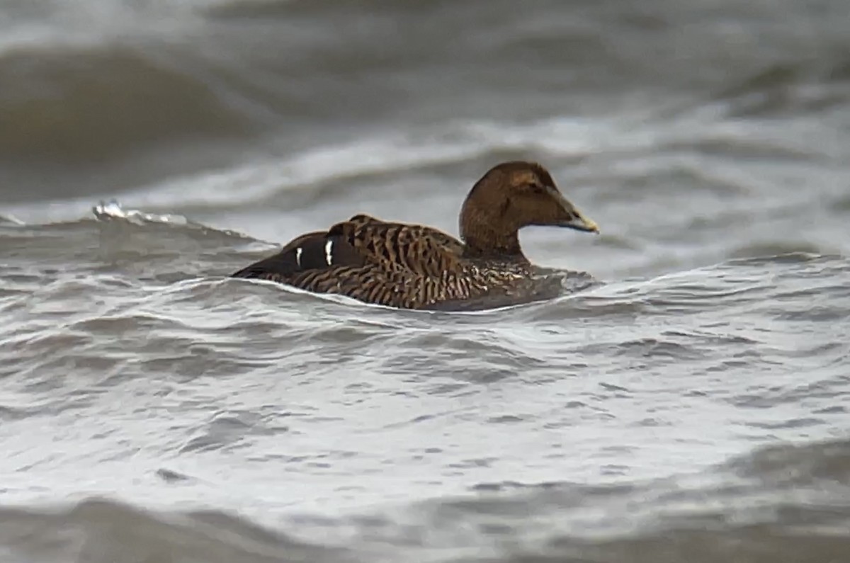 Common Eider - ML611449124