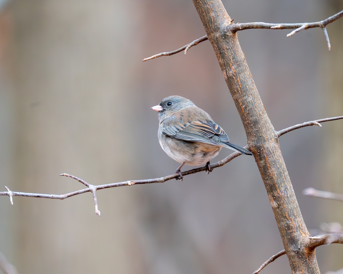 Dark-eyed Junco - ML611449136