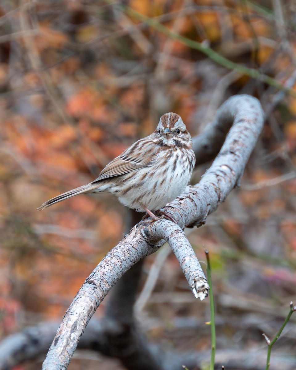 Song Sparrow - Peter Rosario