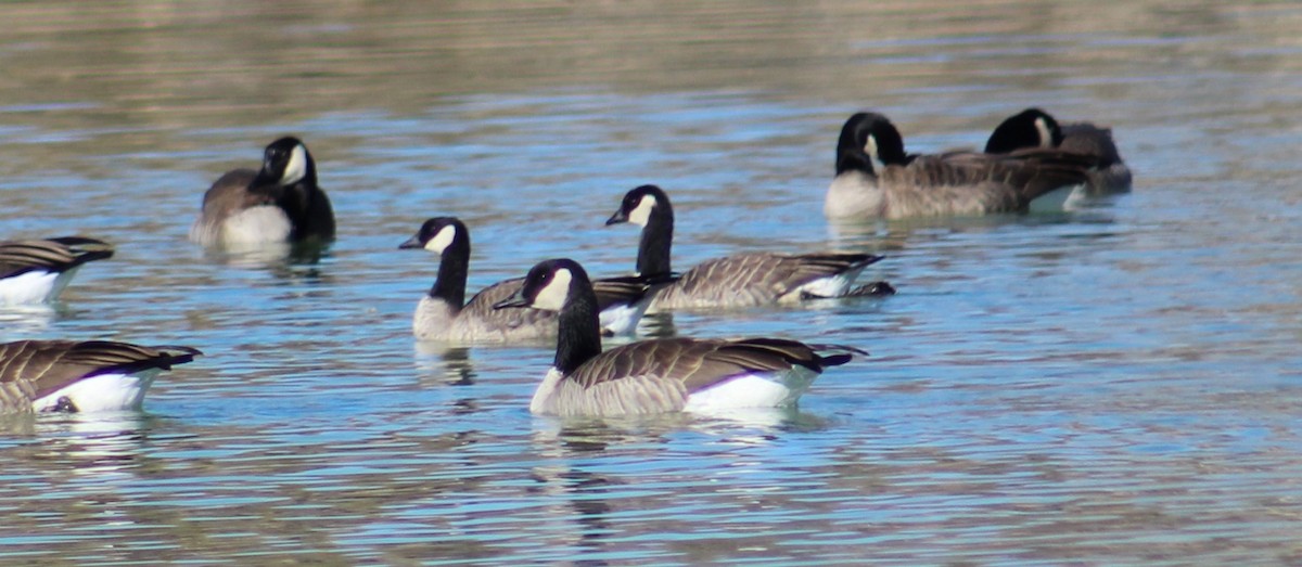 Cackling Goose (Richardson's) - ML611449155