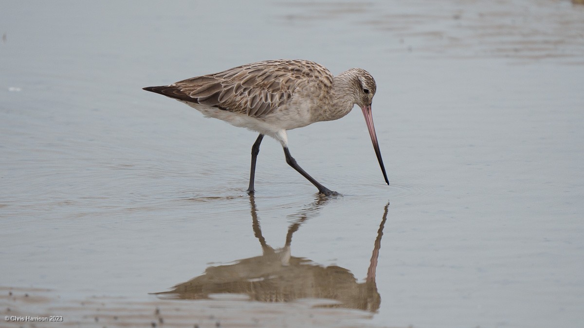 Bar-tailed Godwit - ML611449161