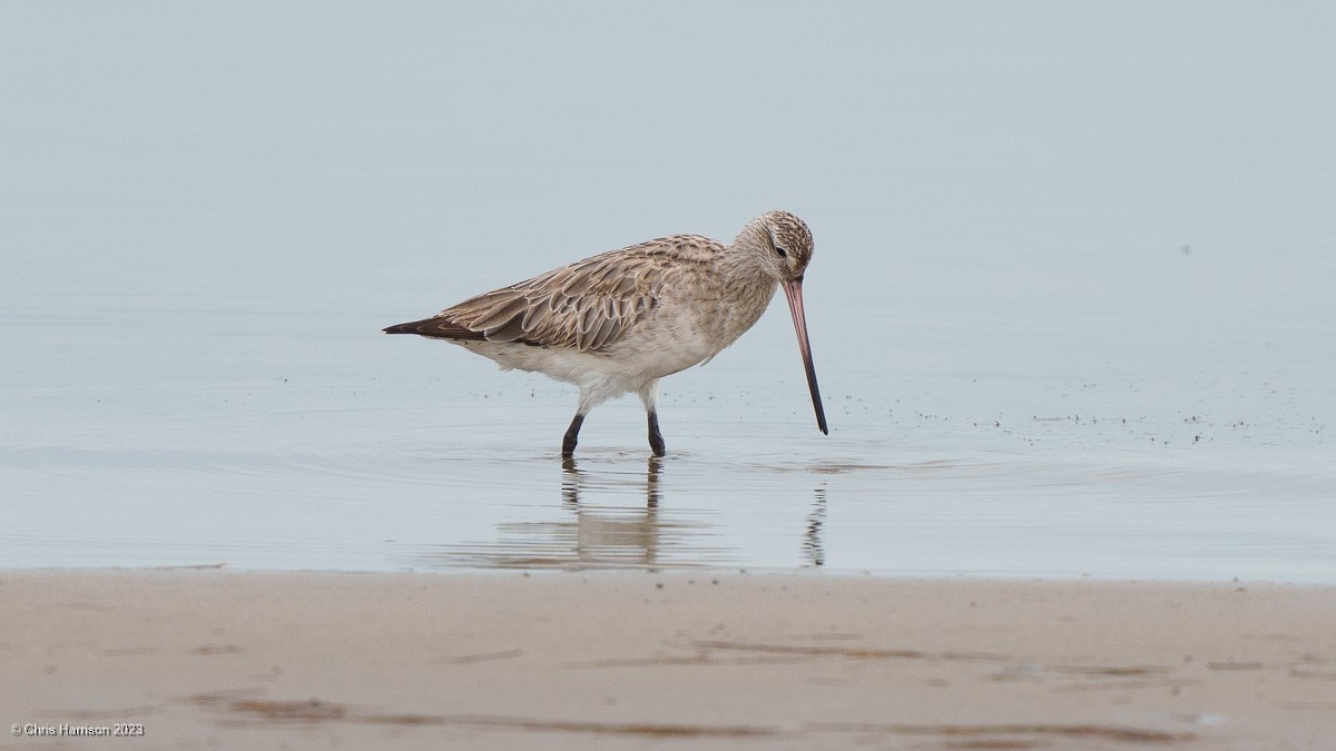 Bar-tailed Godwit - ML611449162