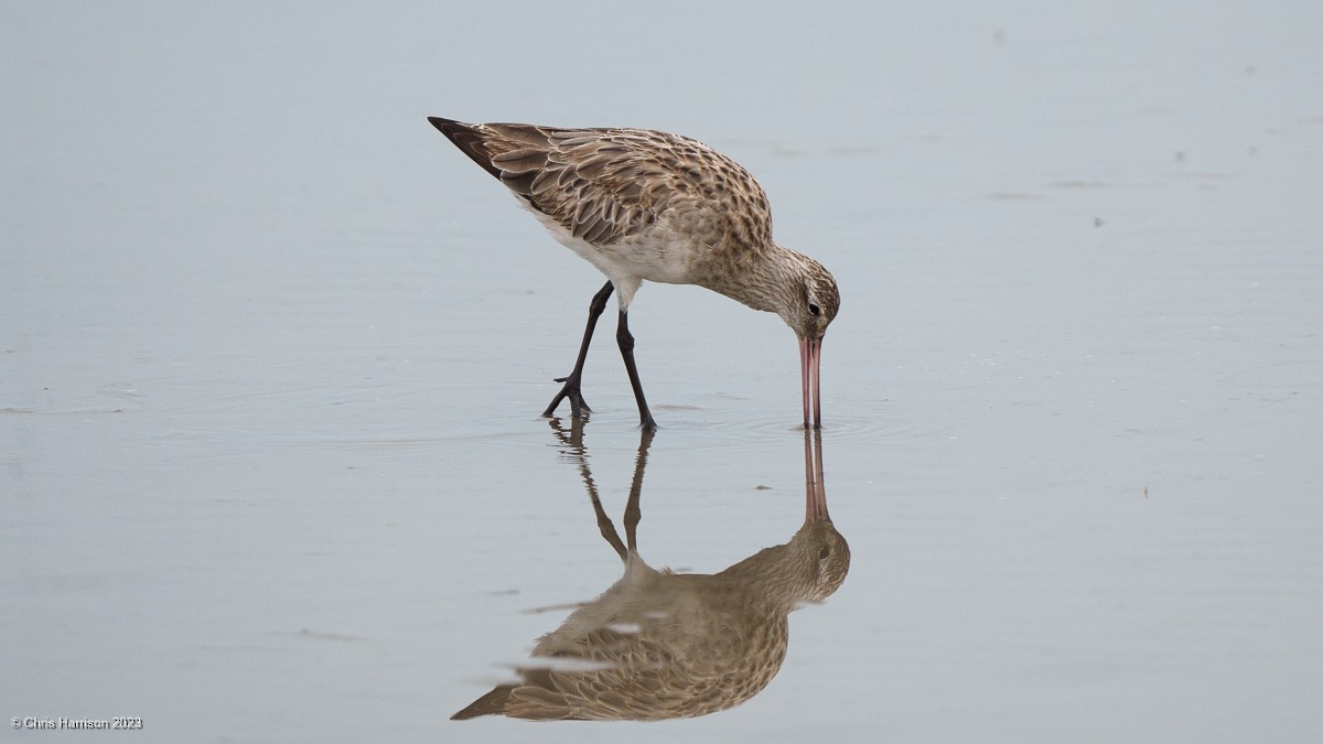 Bar-tailed Godwit - ML611449163