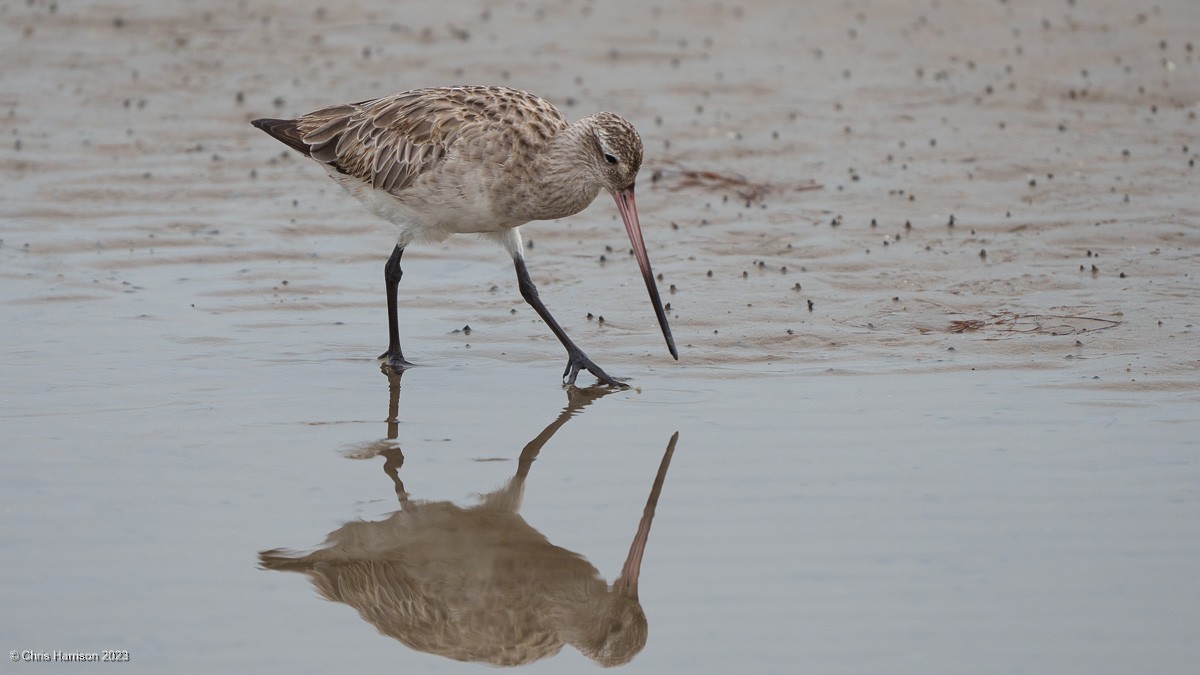 Bar-tailed Godwit - ML611449164