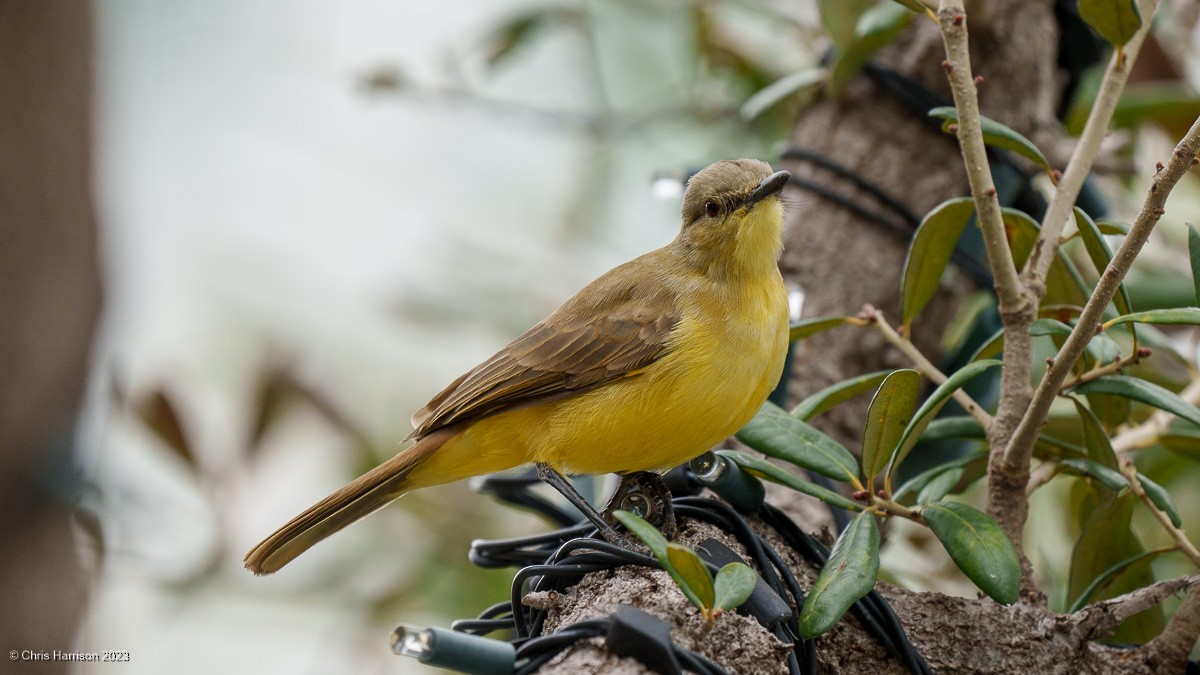 Cattle Tyrant - ML611449184