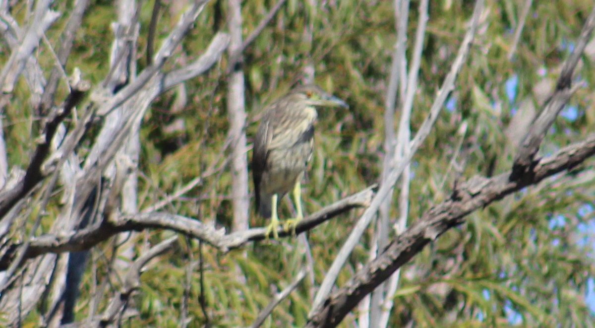 Black-crowned Night Heron - Adair Bock