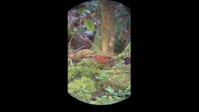 Equatorial Antpitta - ML611449202