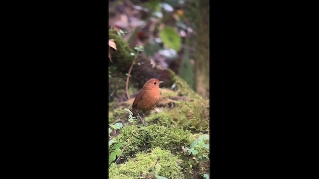 Equatorial Antpitta - ML611449203