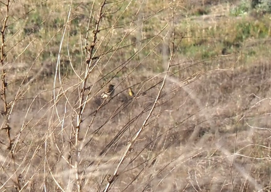 Yellow-rumped Warbler - Uma Sachdeva