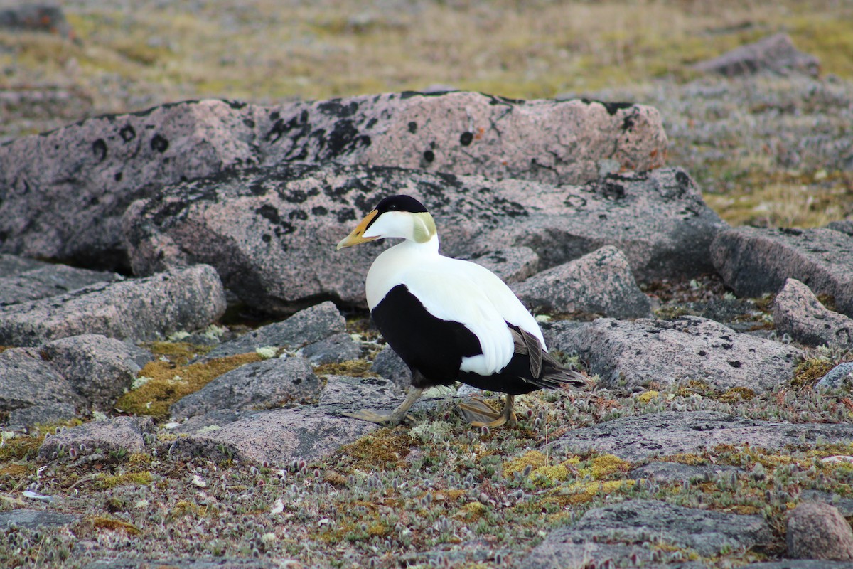 Common Eider - Zach Peck