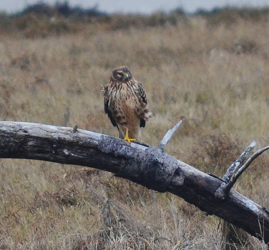 Northern Harrier - ML611449282