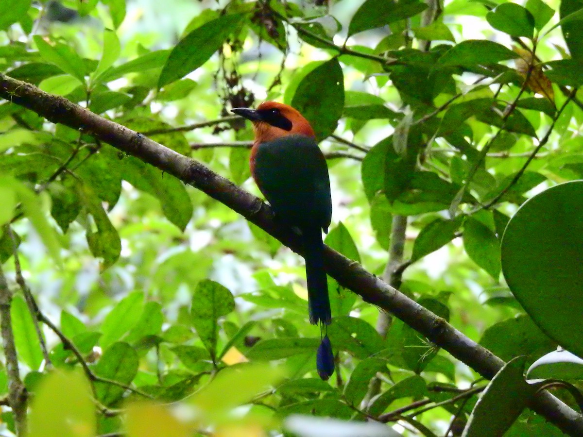 Rufous Motmot - ML611449331