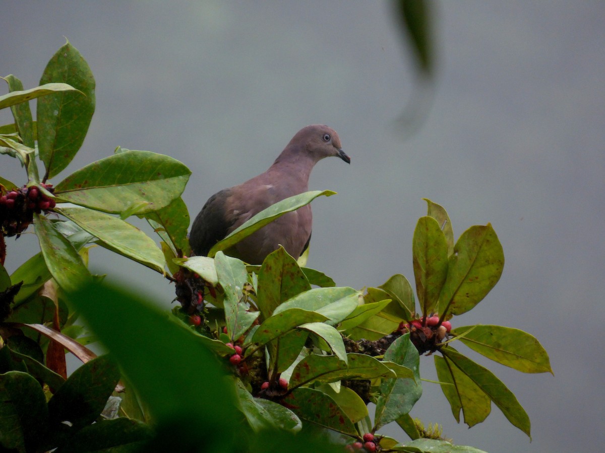 Plumbeous Pigeon - ML611449385