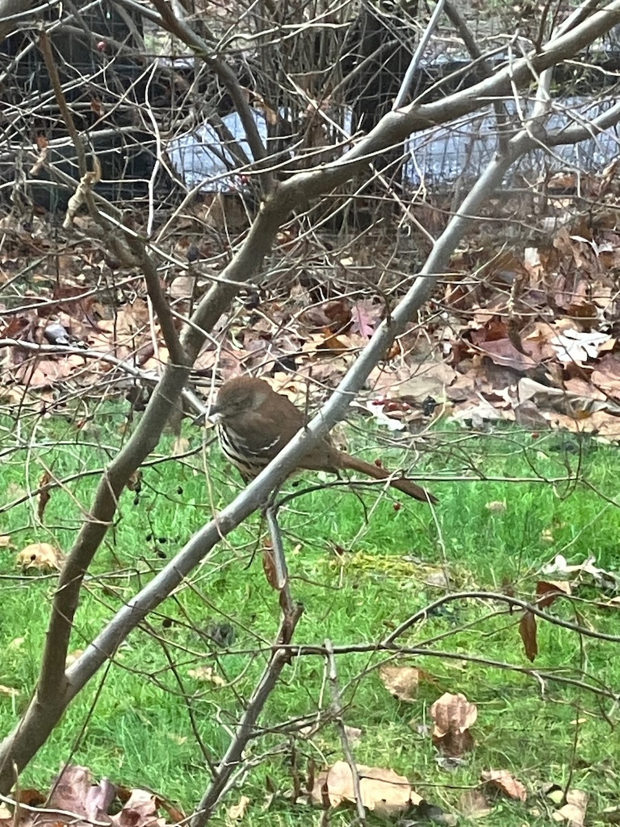 Brown Thrasher - ML611449394