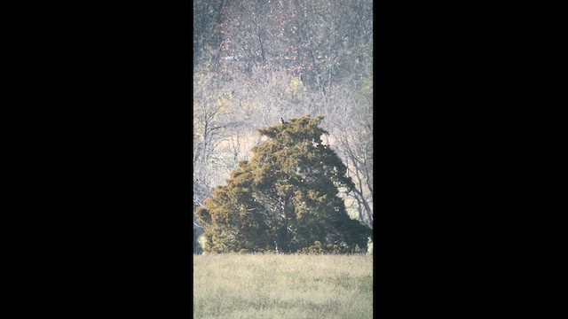 Red-tailed Hawk (Harlan's) - ML611449399