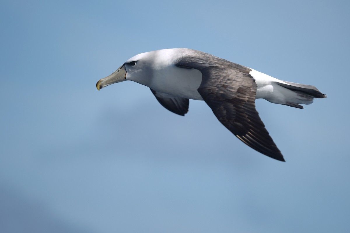 Albatros à cape blanche - ML611449514