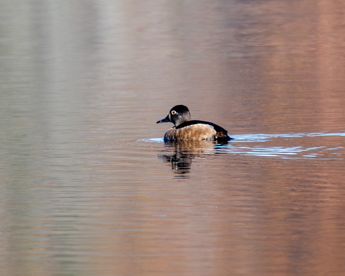 Ring-necked Duck - ML611449520