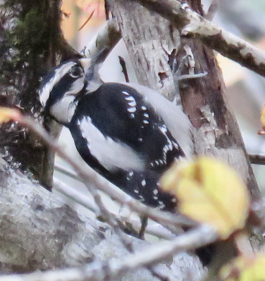 Downy Woodpecker - Molly Sultany