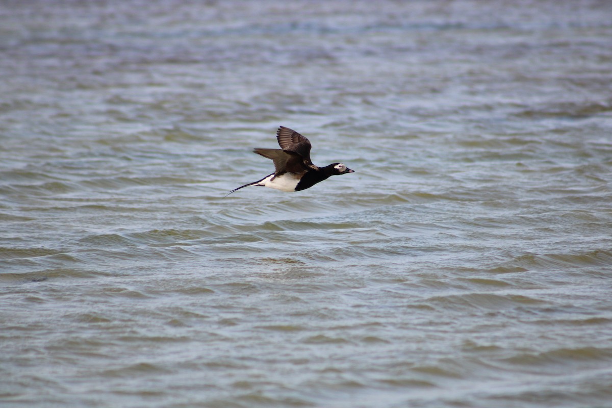 Long-tailed Duck - ML611449731
