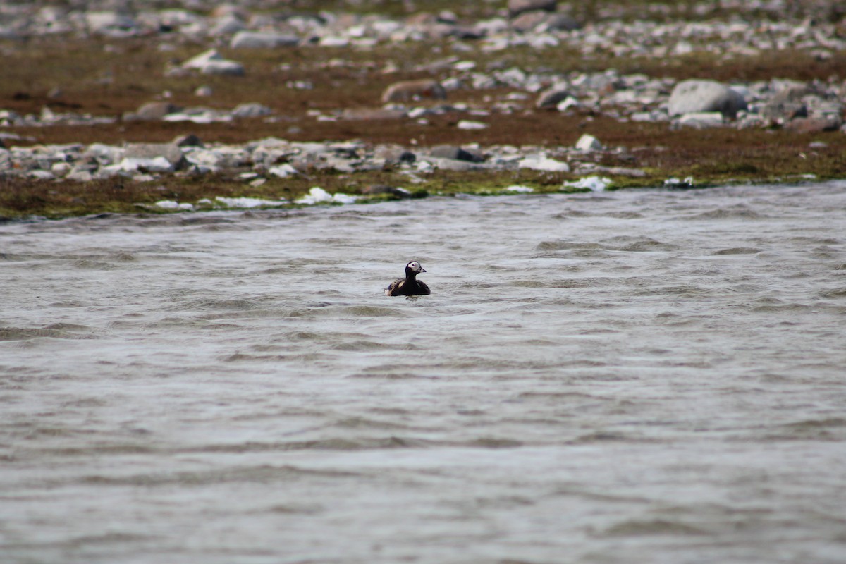 Long-tailed Duck - ML611449735