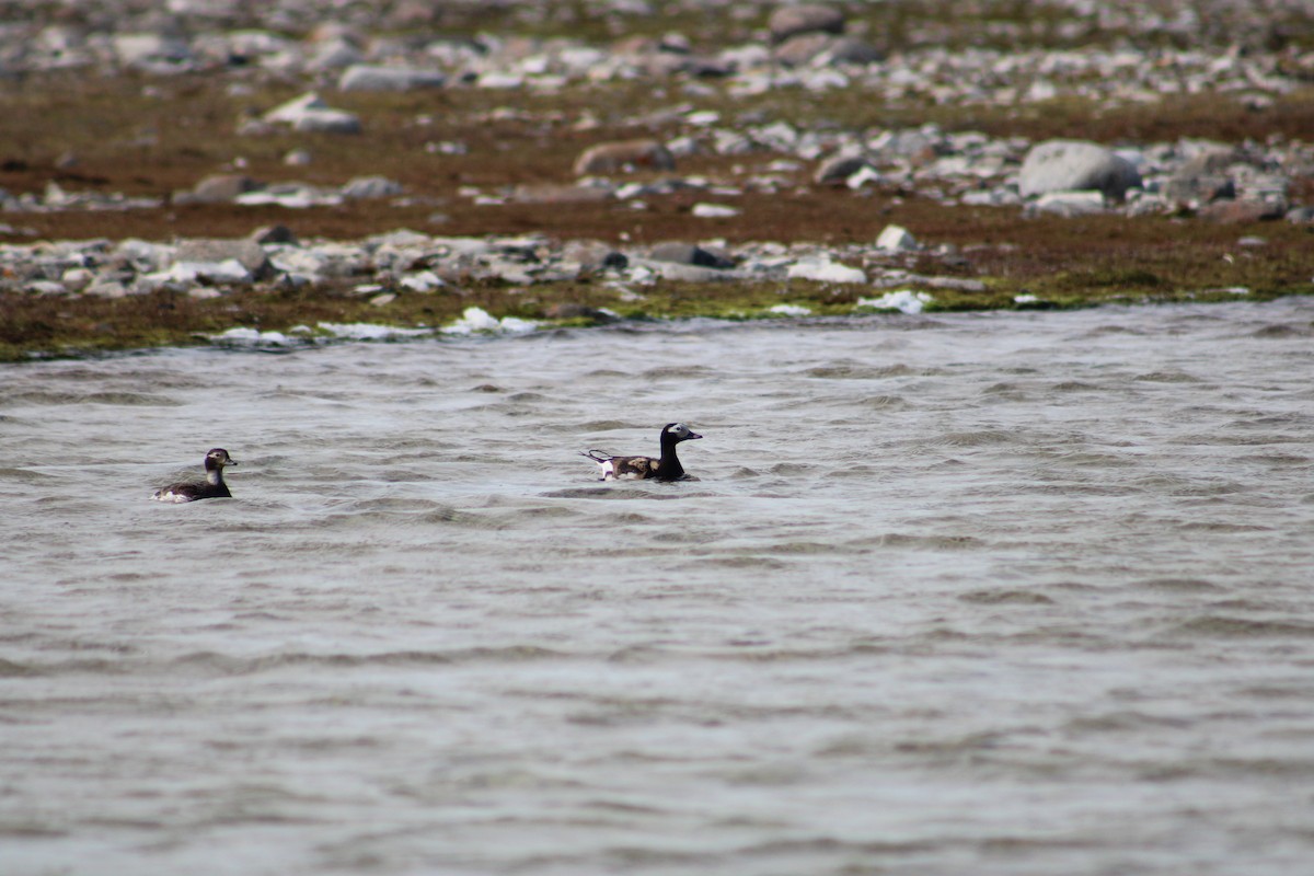 Long-tailed Duck - ML611449738