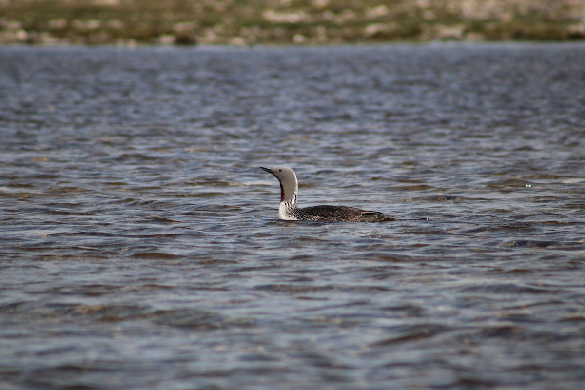Red-throated Loon - ML611449787