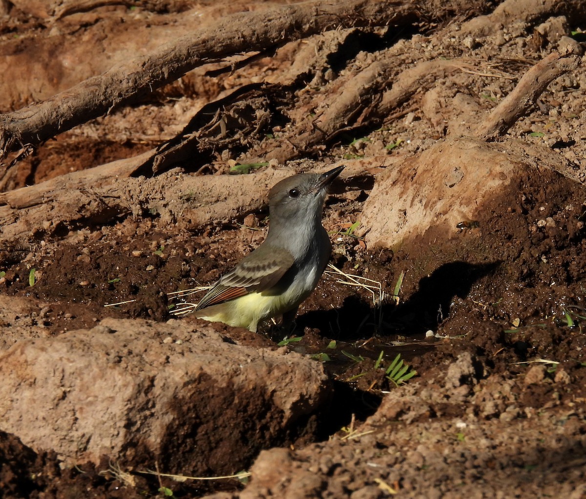 Ash-throated Flycatcher - Mary Tannehill