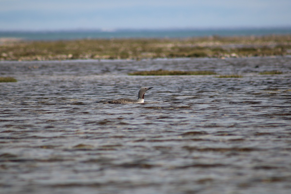 Red-throated Loon - ML611449797