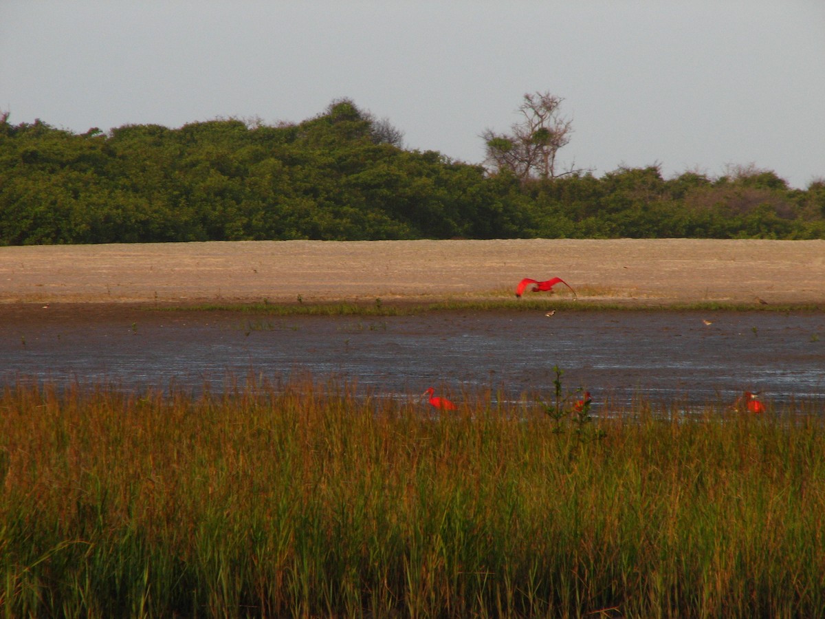Scarlet Ibis - ML611449813