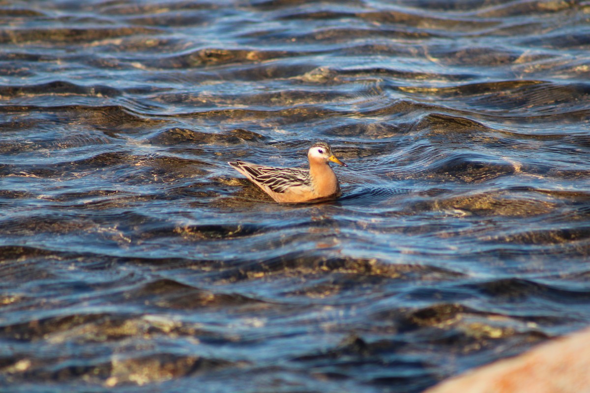 Phalarope à bec large - ML611449825