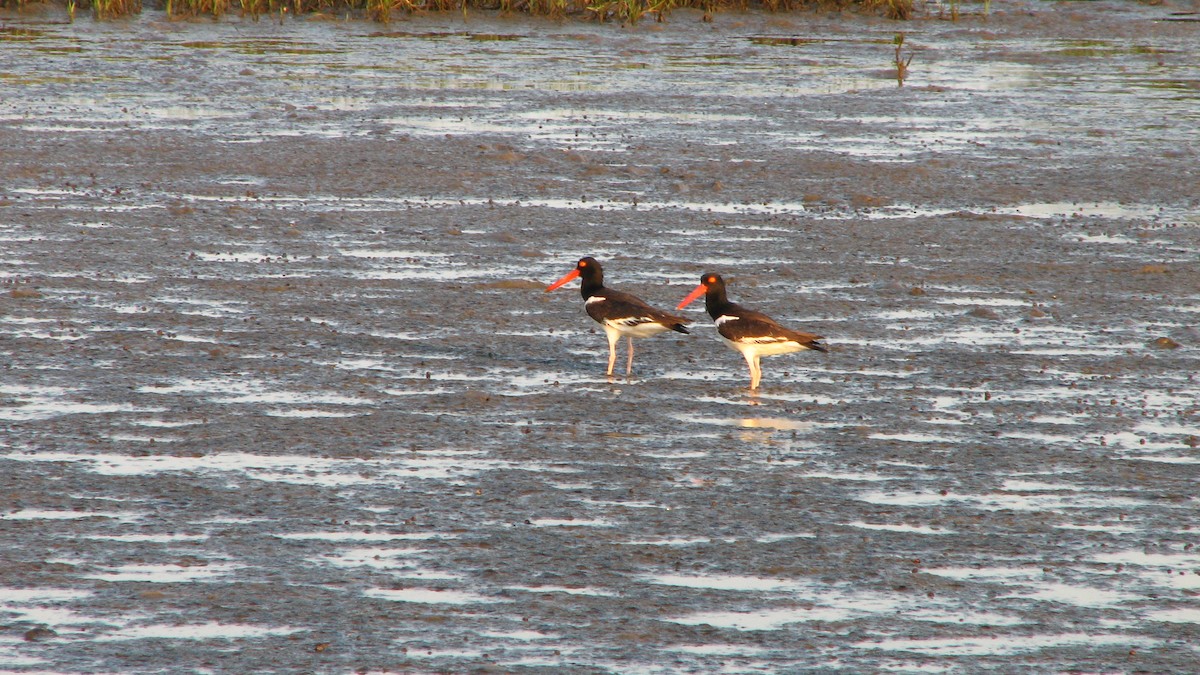 American Oystercatcher - ML611449829