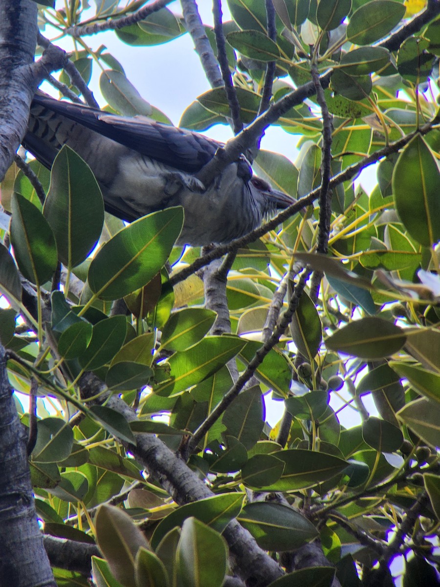 Channel-billed Cuckoo - ML611449856