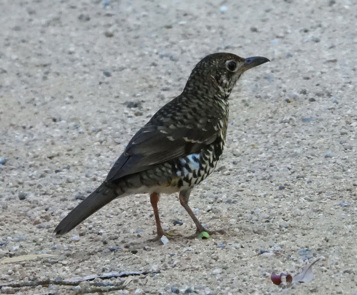 Bassian Thrush - ML611449867