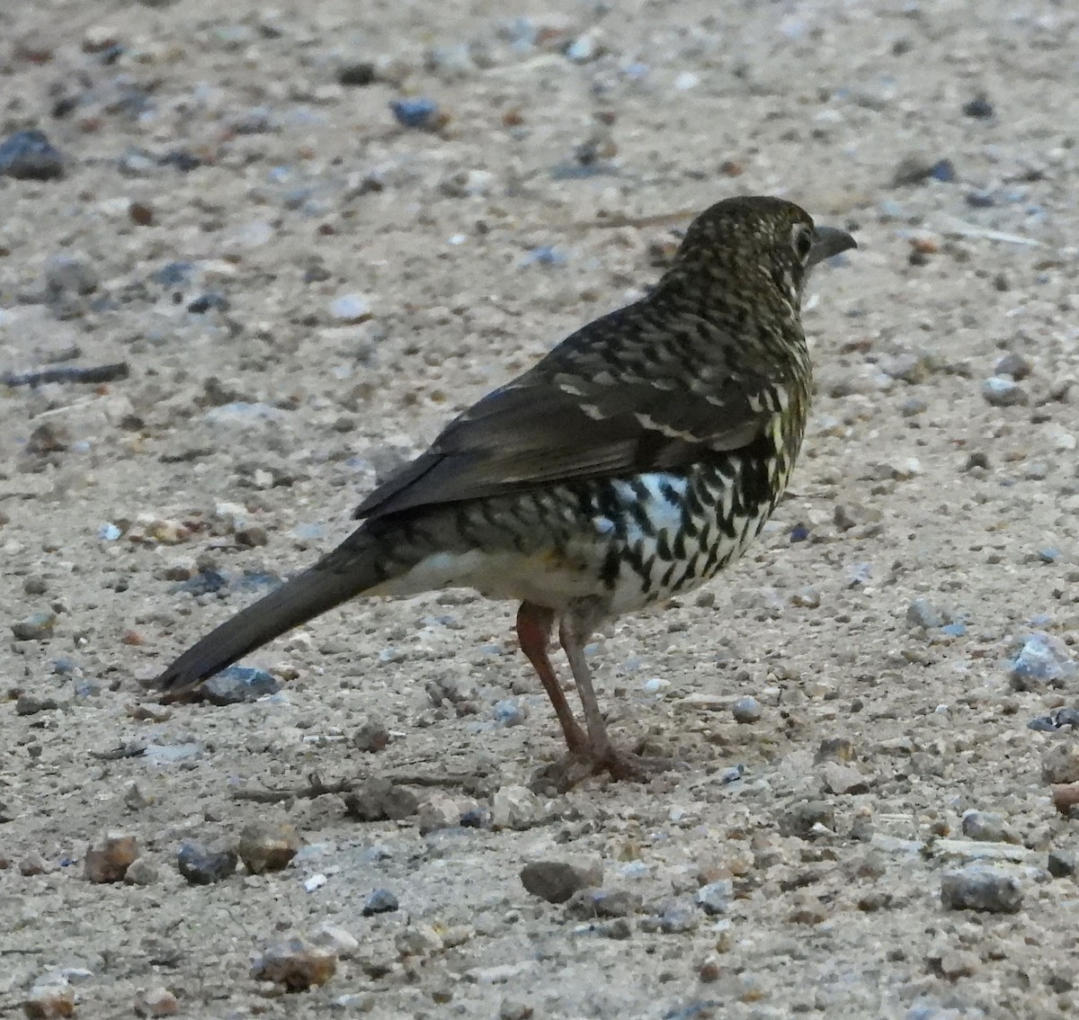 Bassian Thrush - ML611449868