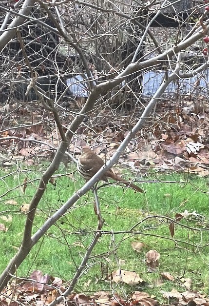 Brown Thrasher - ML611449873