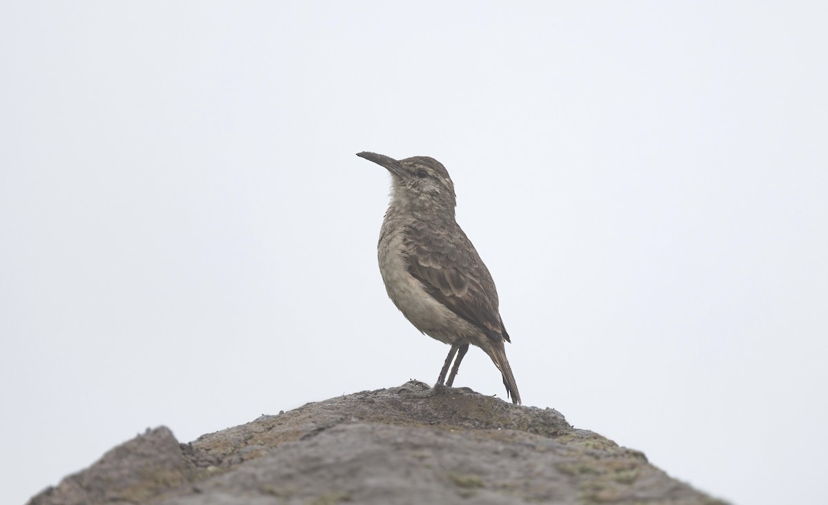 Thick-billed Miner - Timo Mitzen