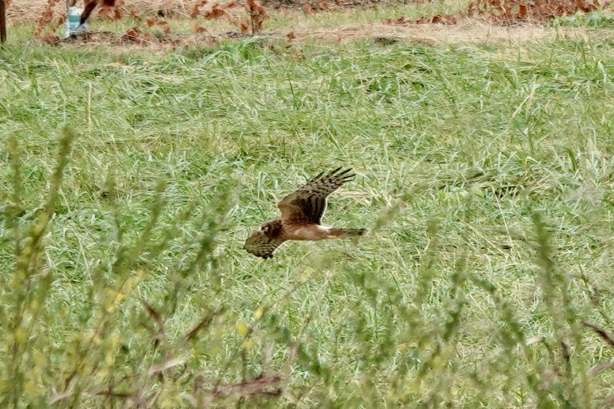 Northern Harrier - ML611449928