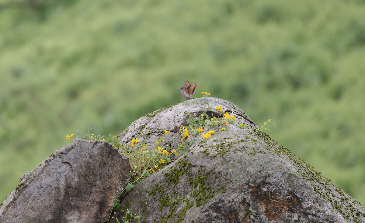 Thick-billed Miner - ML611449931