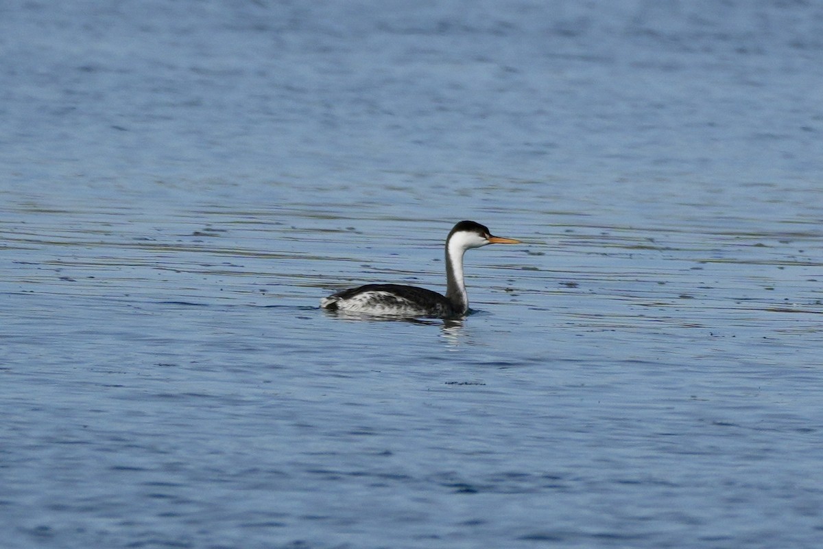 Clark's Grebe - ML611449945