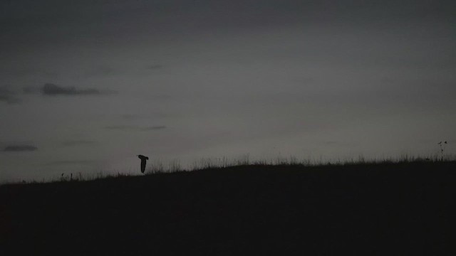 Болотная сова - ML611449966