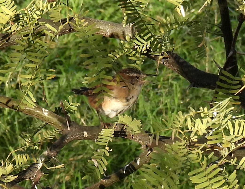 Marsh Wren - ML611449969