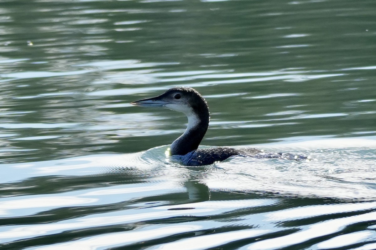 Common Loon - Ryan Ludman