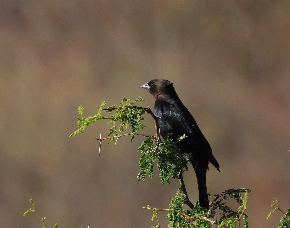 Brown-headed Cowbird - ML611450004