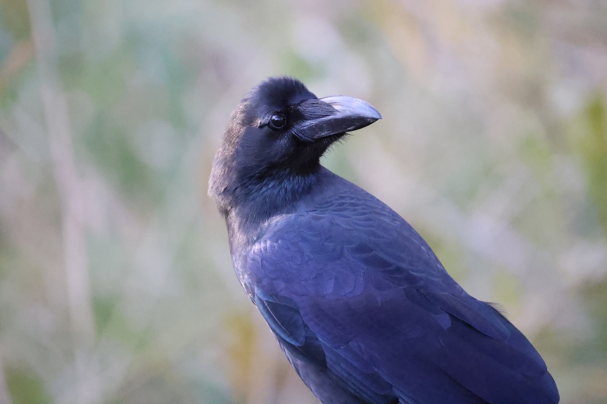 Large-billed Crow - ML611450014