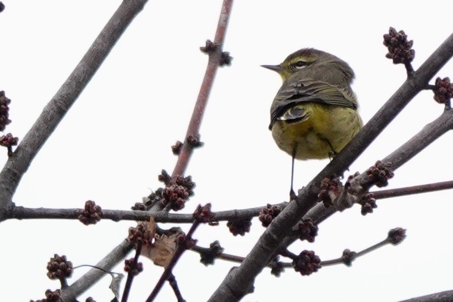 Palm Warbler - ML611450025