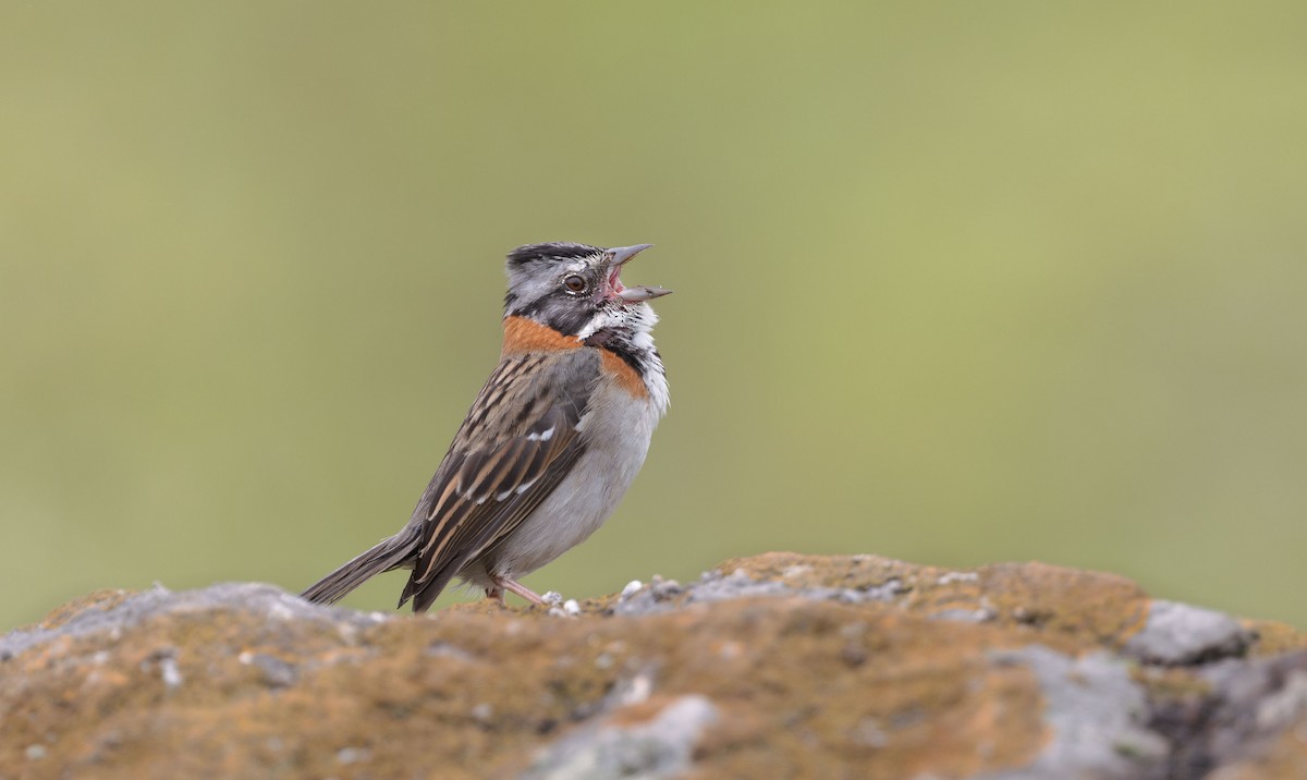 Rufous-collared Sparrow - Timo Mitzen