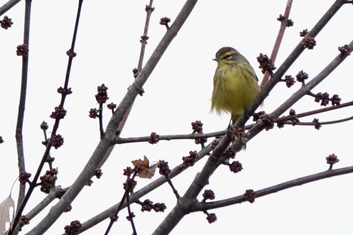 Palm Warbler - ML611450030