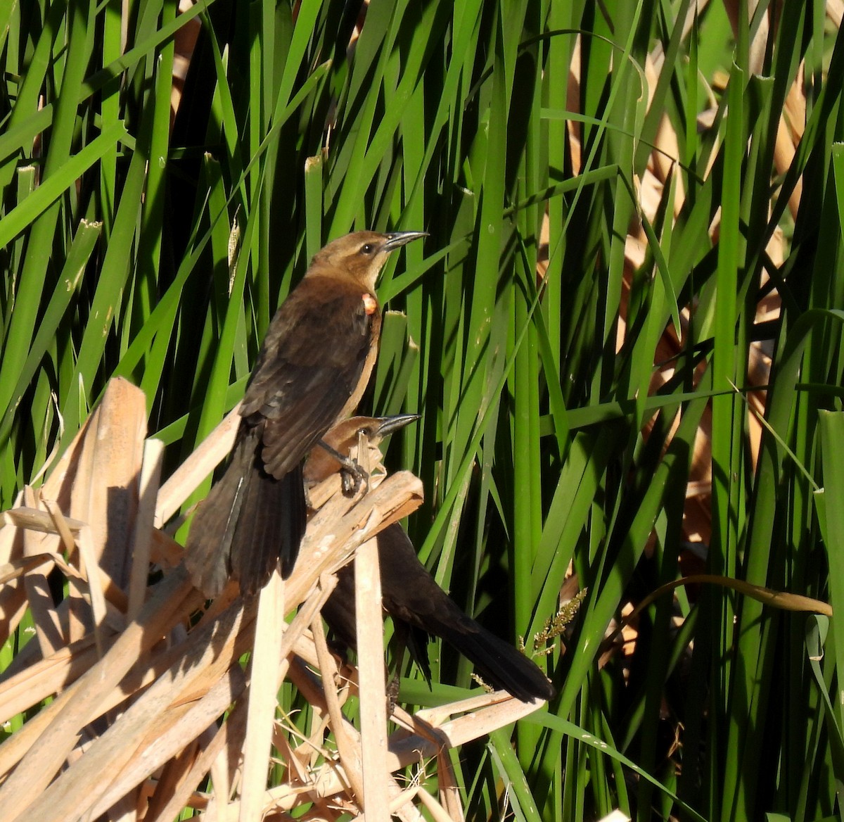 Great-tailed Grackle - Mary Tannehill